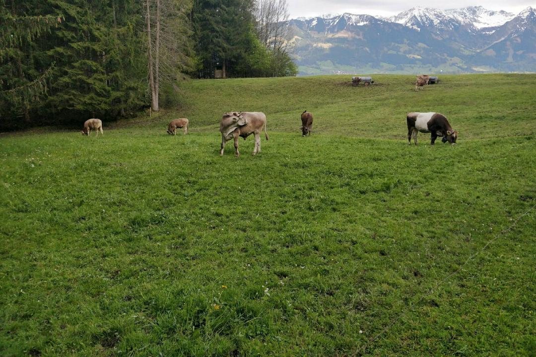 Allgäuer Kühe